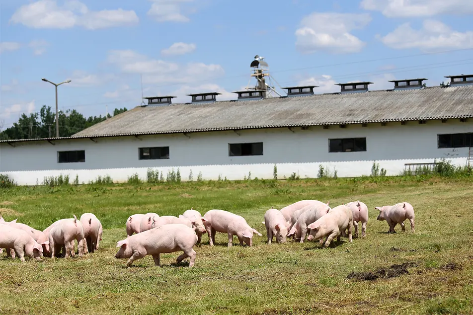 Sodobna prašičja farma malo ne te opreme za 6 prašičev