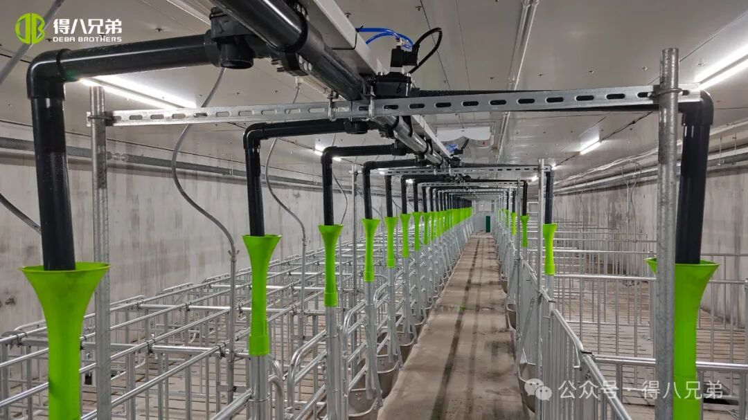 Predstavitvena baza za vzrejo in gojenje črnih prašičev Deba Brother Licha - Integrirane operacije 2000 svinj, 50.000 letnih zakolov, 67.000 kvadratnih metrov