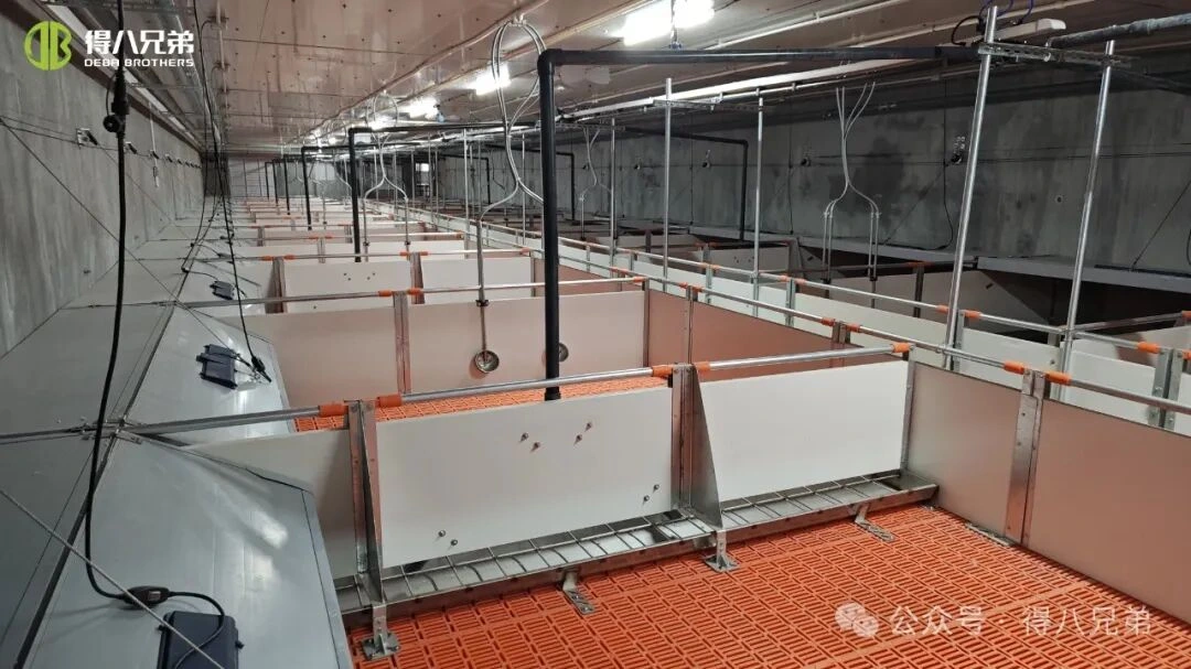 Preprečevanje in obvladovanje toplotnega stresa v prašičjih farmah v vročem vremenu