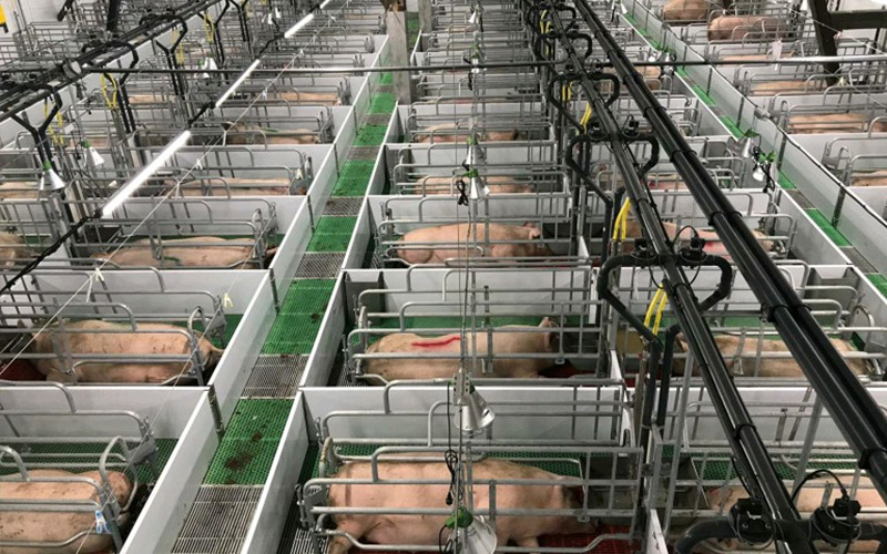 Natančna prehrana in znanstveno upravljanje: Omogočite učinkovito vzrejo brejih svinj – Debabrother pomaga prašičjim farmam izboljšati kakovost in učinkovitost